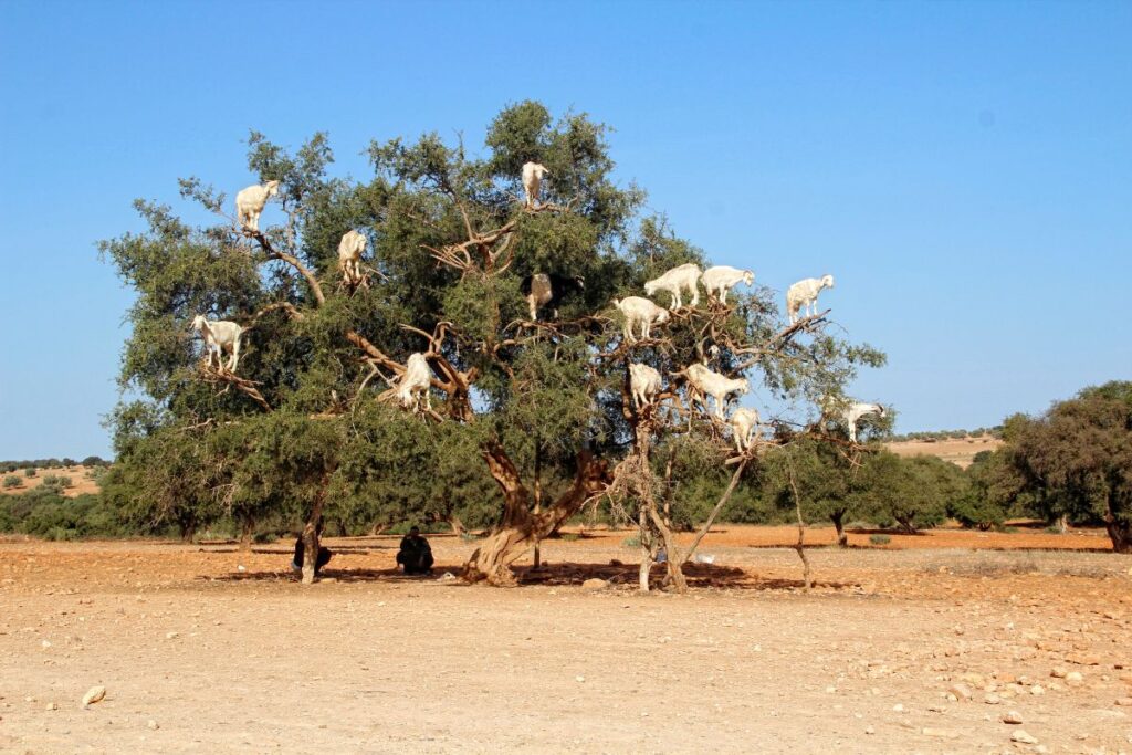 Arganier avec des chèvres dans le sud du Maroc